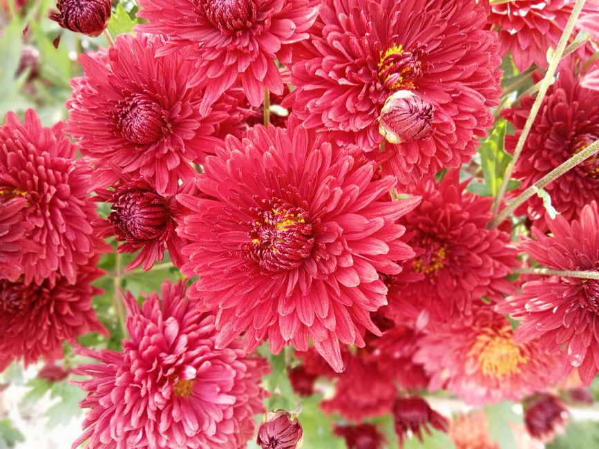 Close-up photograph of vibrant pink chrysanthemum flowers with densely layered petals, some buds still unopened, set against a blurred background of green foliage. The flowers are arranged in a bouque
