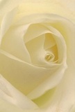 The image envelops you in the gentle embrace of a cream-white rose, its spiraling petals inviting you to explore their satin-like texture as if wandering through Hornchurch's quiet green spaces at sunrise. Each petal furls inwards, luminous and soft to the eye, touched by subtle shadows that add depth and calm to the bloom's core. The atmosphere echoes peace and new beginnings-much like the hopeful hush that greets early morning in Harrow Lodge Park or along Rainsford Way. A single breath hints at the understated fragrance, delicate yet profound, that fills the air with comfort. This rose, arranged by a florist who knows the traditions and spirit of Hornchurch, is the very embodiment of reverence and admiration. Its artistry shines through every petal's immaculate curve, making it a meaningful choice for expressing sympathy, marking new chapters, or celebrating heartfelt connections. For every treasured moment in Hornchurch, this rose captures the soft emotion and beauty that turn a bouquet into a cherished memory.